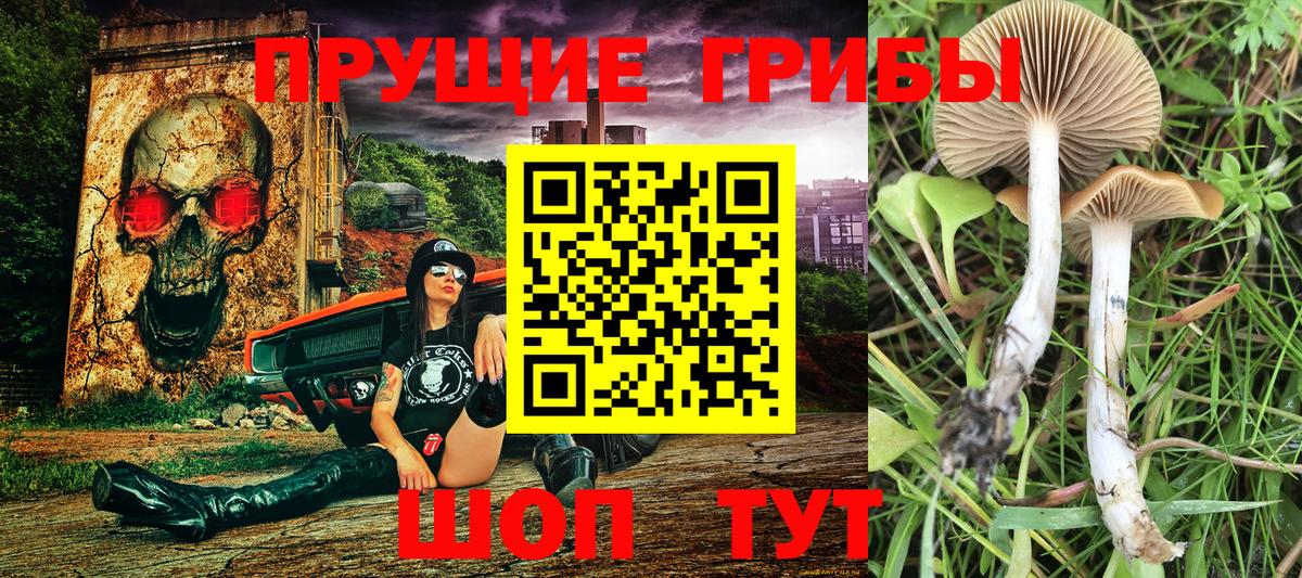 Черногорск  Псилоцибиновые грибы Psilocybine cubensis  Вход с VPN 